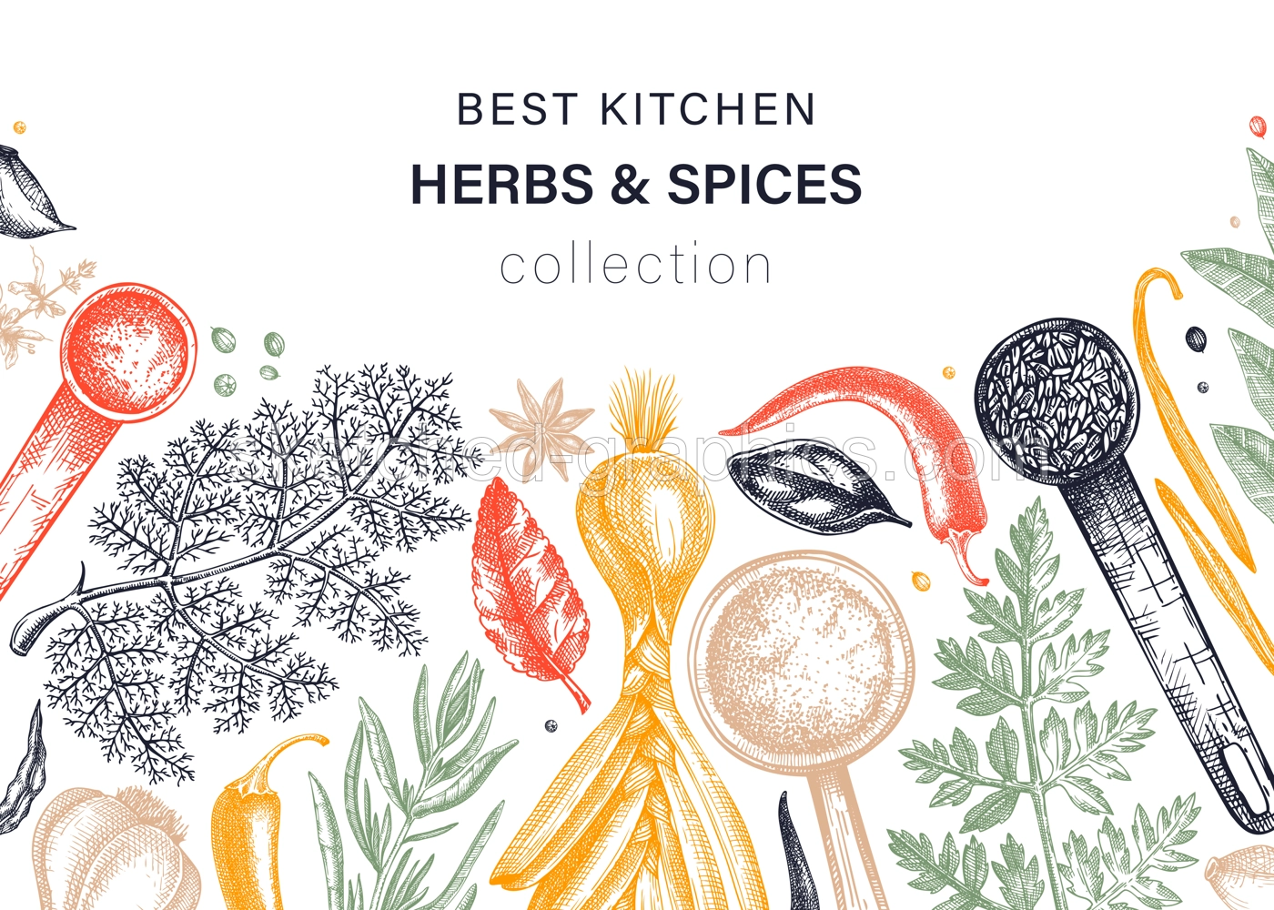 Hand-drawn herbs and spices vector background in color. Hand-sketched food illustration. Aromatic plants hand-drawing. Kitchen herbs and spice frame template in sketched style for menu or banners Illustration